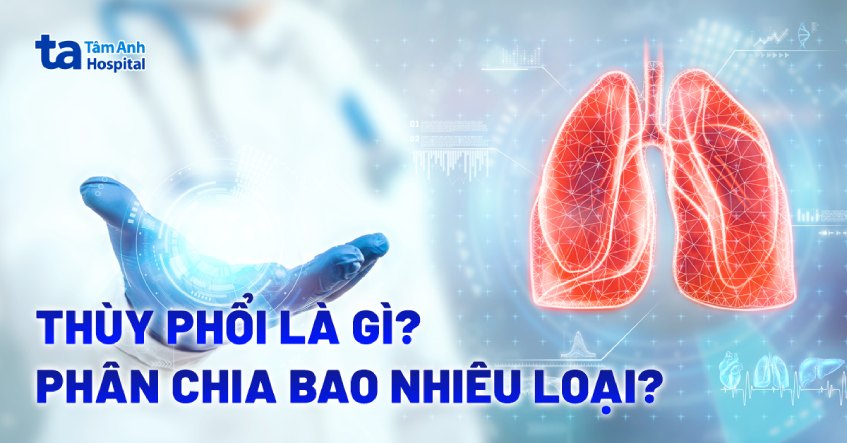 Thùy phổi là gì? Cấu tạo, chức năng và cách phân chia