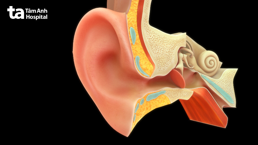 Vì sao câm bẩm sinh không gây điếc?