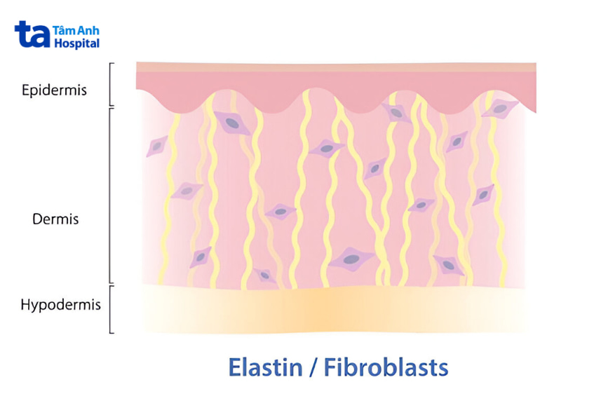 Dược động học của Retinol