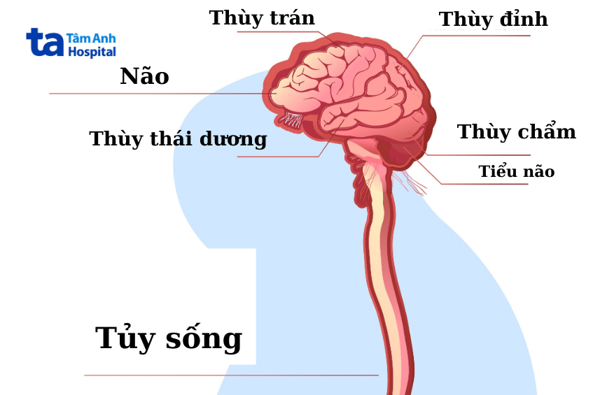 giải phẫu hệ thần kinh trung ương