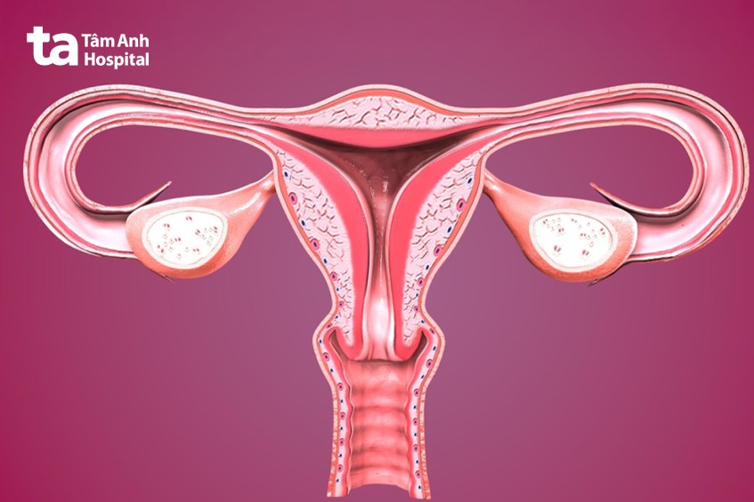 hình minh họa cấu tạo cơ quan sinh sản nữ