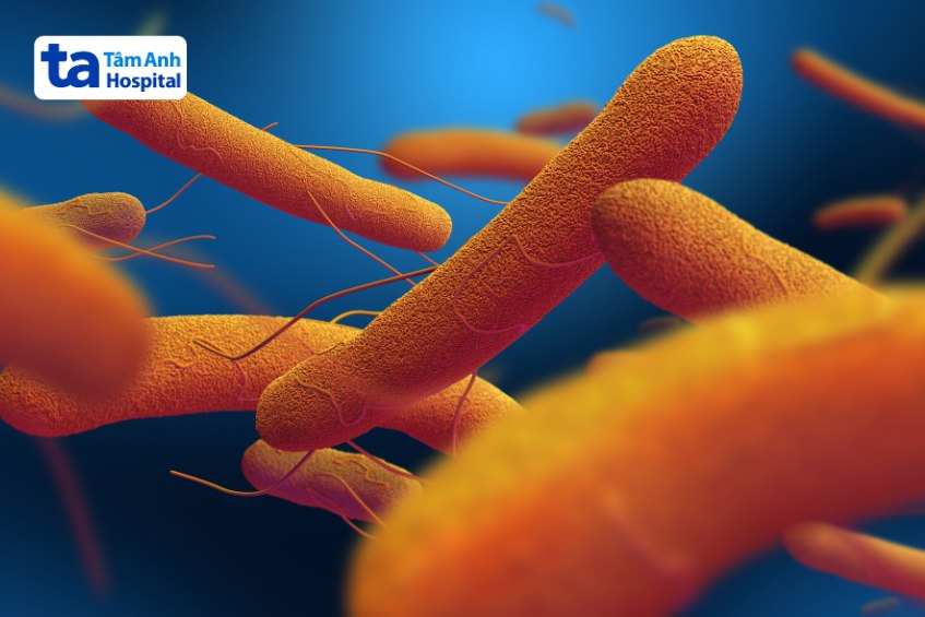 sốt thương hàn do salmonella typhi gây ra