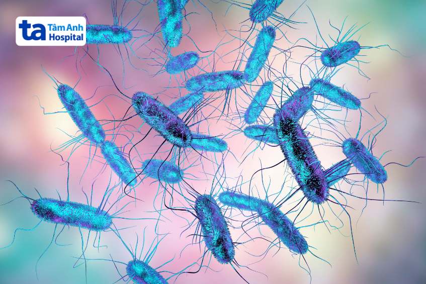 vi khuẩn salmonella typhi gây bệnh