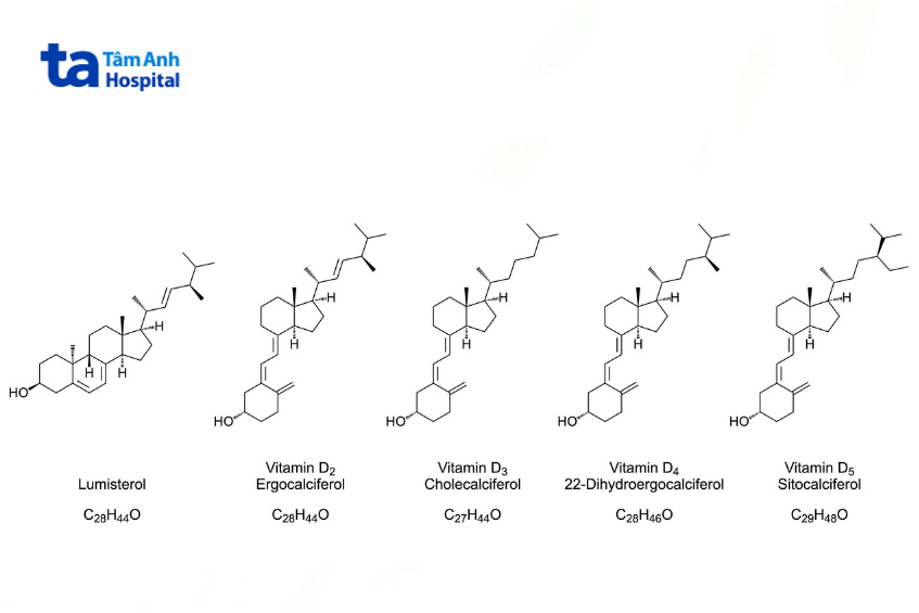 Các loại vitamin D