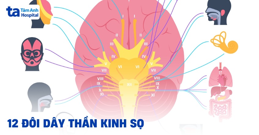 12 đôi dây thần kinh sọ não: Giải phẫu, vị trí và chức năng