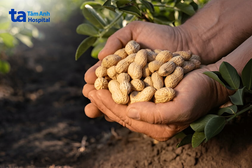 Giá trị dinh dưỡng của lạc (đậu phộng)
