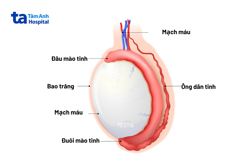 cấu tạo và giải phẫu bìu