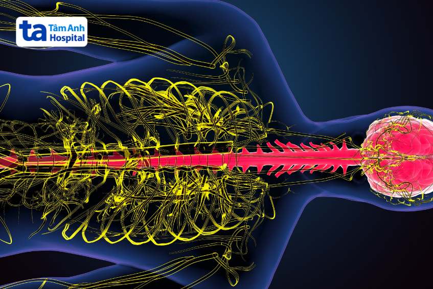 cấu trúc hệ thần kinh giao cảm