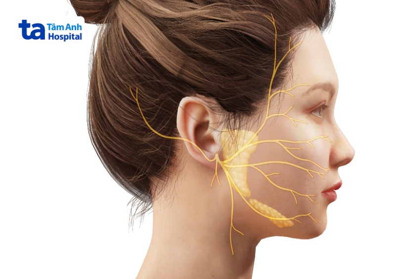chức năng của dây thần kinh số 7