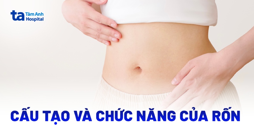 Rốn là gì? Cấu tạo, hình dạng, và chức năng của rốn người