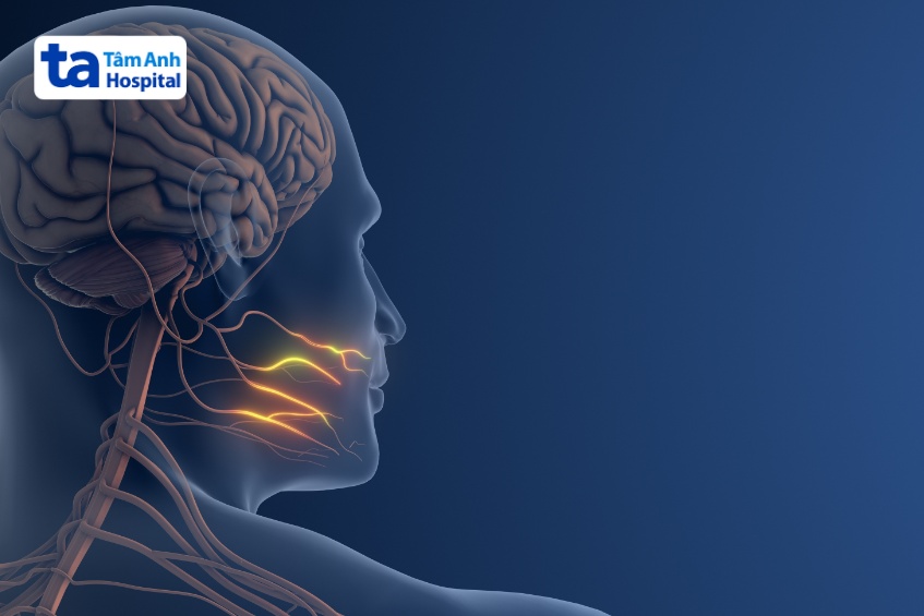 chức năng dây thần kinh số 5