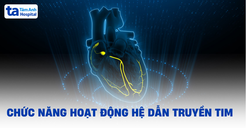 Hệ dẫn truyền tim là gì? Chức năng, cơ chế hoạt động và vai trò