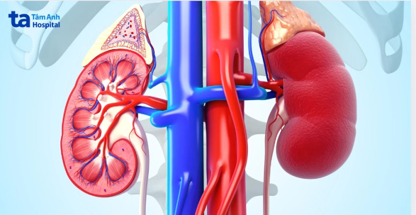 chức năng thận còn lại là bao nhiêu