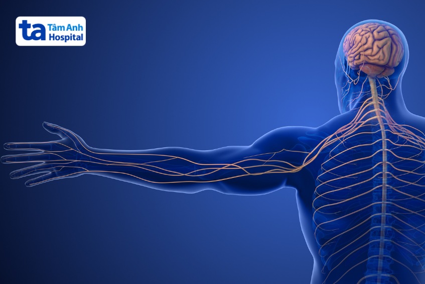 dây thần kinh có nhiều loại khác nhau