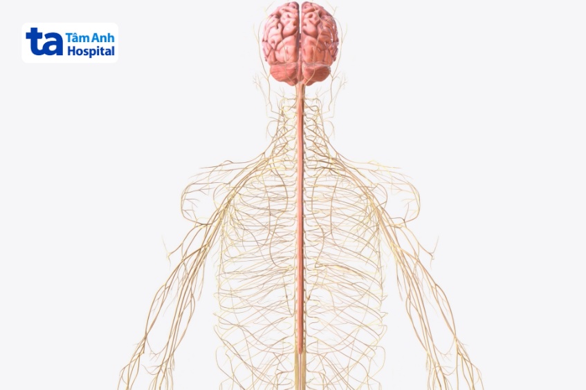 dây thần kinh phân bố khắp cơ thể