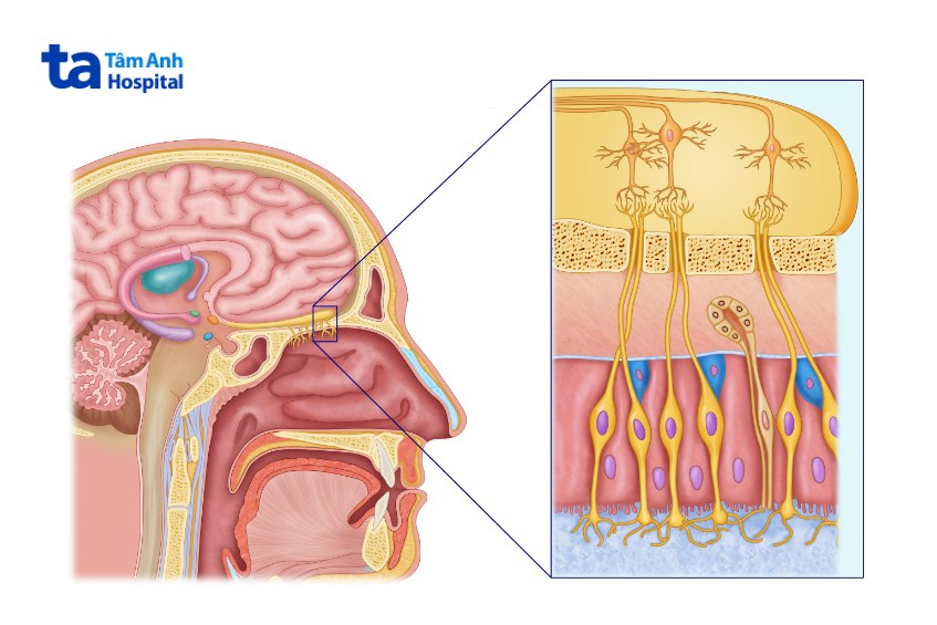 dây thần kinh số 1 hay dây thần kinh khứu giác