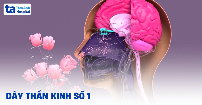 Dây thần kinh số 1 là gì? Vị trí, giải phẫu cấu tạo và chức năng