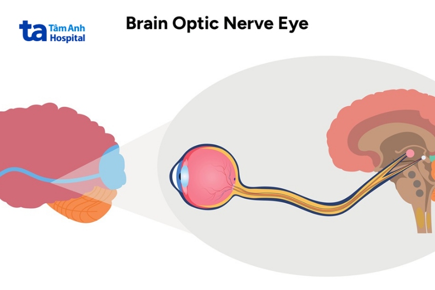 dây thần kinh số 2 dẫn truyền thông tin thị giác