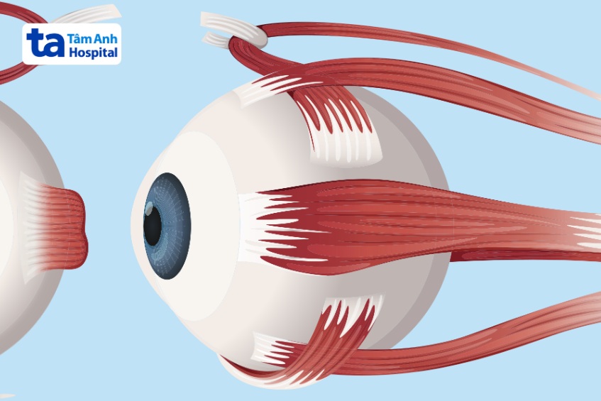 dây thần kinh số 4 chi phối cơ chéo trên của mắt