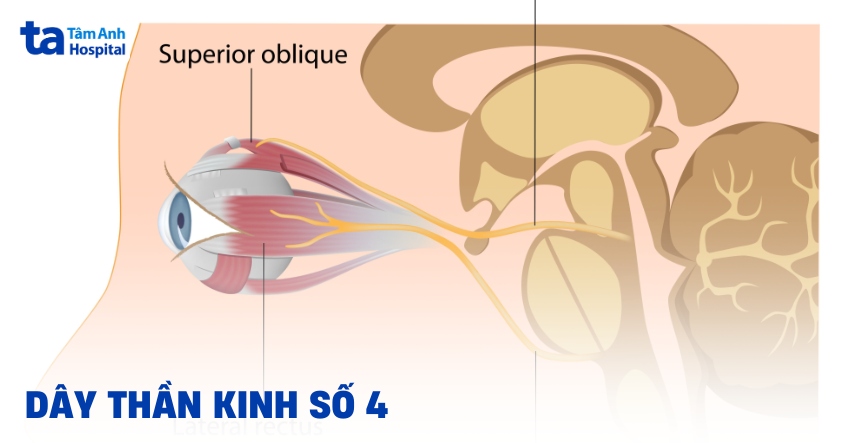 Dây thần kinh số 4: Vị trí, giải phẫu cấu tạo và chức năng