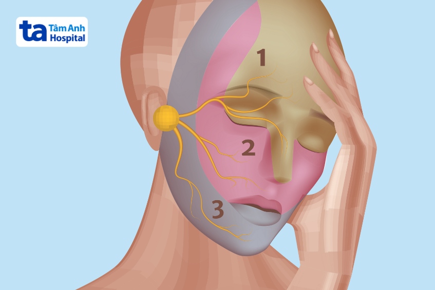dây thần kinh số 5 chia thành 3 nhánh chính