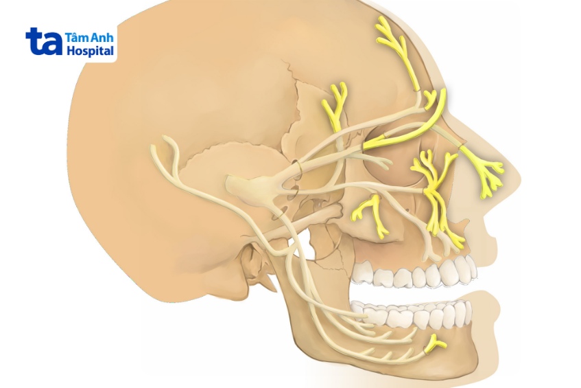 dây thần kinh số 5 là gì