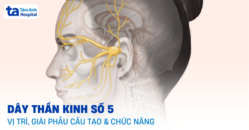 Dây thần kinh số 5: Giải phẫu, vị trí, đường đi và chức năng