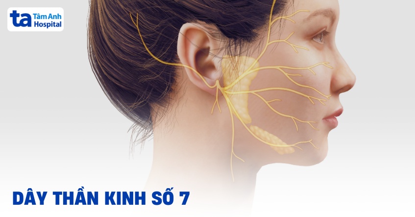 Dây thần kinh số 7 nằm ở đâu? Giải phẫu đường đi và chức năng