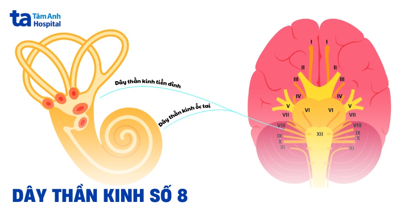 Dây thần kinh số 8: Vị trí, giải phẫu cấu tạo và chức năng
