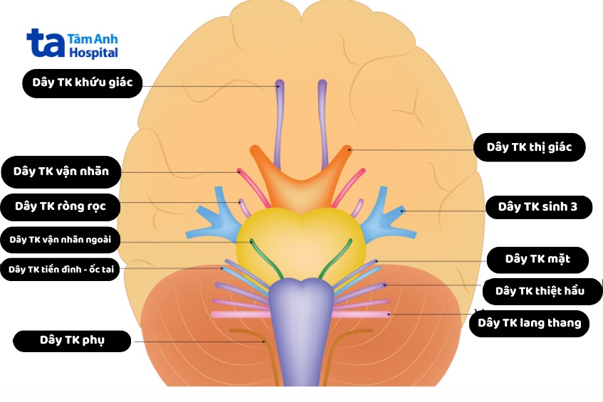 giải phẫu 12 đôi dây thần kinh sọ não