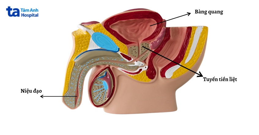 giải phẫu hệ tiết niệu ở nam