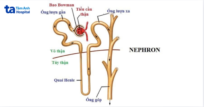 giải phẫu nephron trong thận