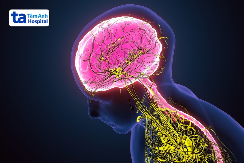 hệ thần kinh giao cảm là gì