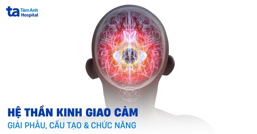 Hệ thần kinh giao cảm: Giải phẫu, cấu trúc, vị trí và chức năng