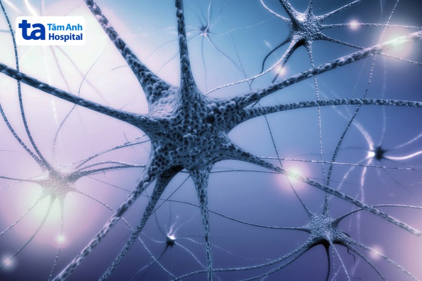 hệ thần kinh thực vật được chia thành nhiều phần