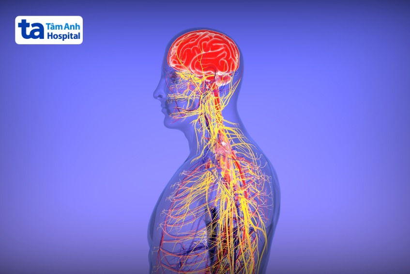 hệ thần kinh thực vật là gì