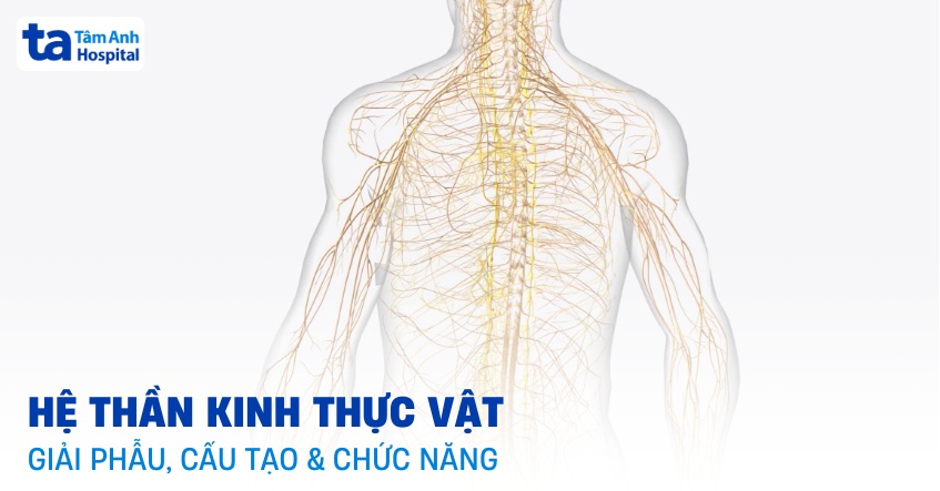 Hệ thần kinh thực vật: Giải phẫu, cấu tạo và chức năng