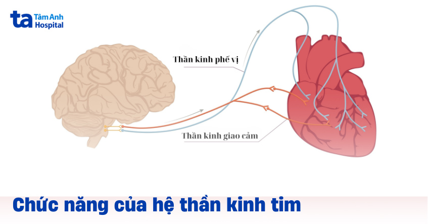 Hệ thần kinh tim: Cấu tạo, vai trò và chức năng hoạt động