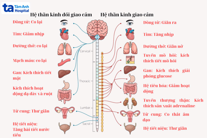 Hệ thần kinh tự chủ chi phối tim và các chức năng khác của cơ thể