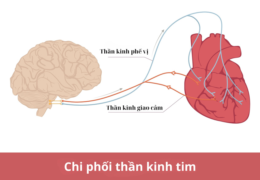 Hệ thống thần kinh chi phối sự co bóp tim và kiểm soát nhịp tim thông qua dây thần kinh phó giao cảm và dây thần kinh giao cảm