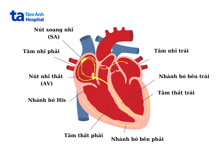 Hình ảnh minh họa hệ thống dẫn truyền tim