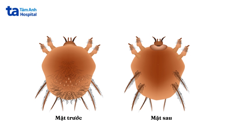 hình ảnh nhận dạng cái ghẻ