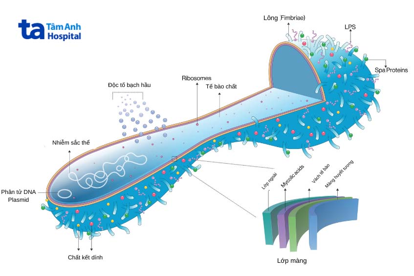 hình ảnh vi khuẩn Vi khuẩn Corynebacterium diphtheriae