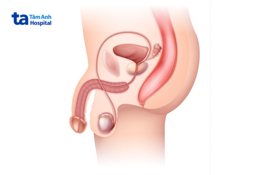 mặt cắt dọc của dương vật bình thường