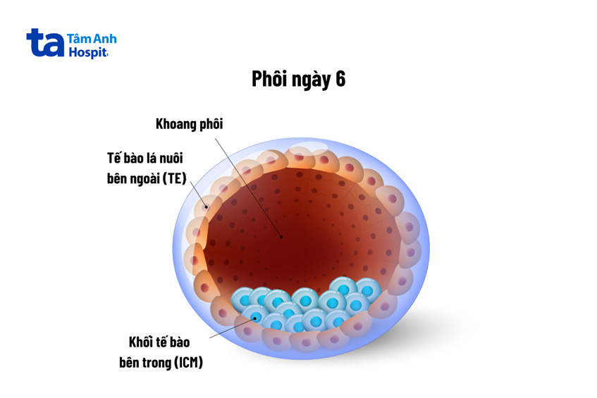Ở phôi ngày 6, các tế bào mầm bên trong và tế bào lá nuôi bên ngoài phân biệt rõ ràng