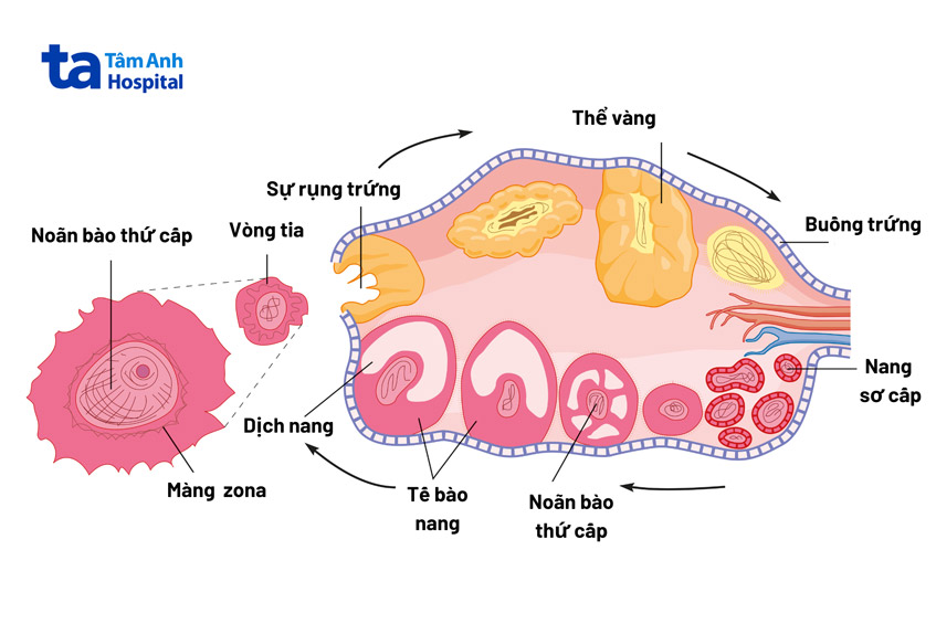 Quá trình hình thành noãn diễn ra liên tục