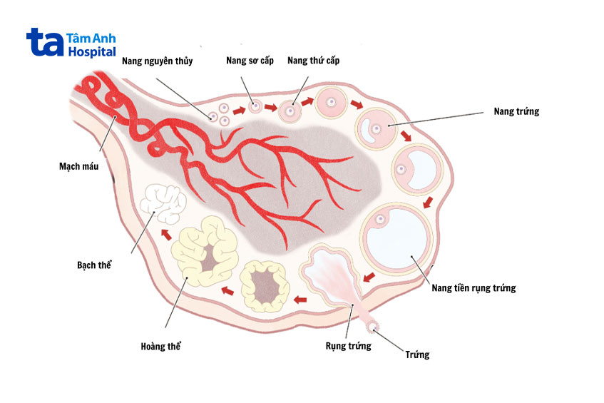 quá trình phát triển của buồng trứng