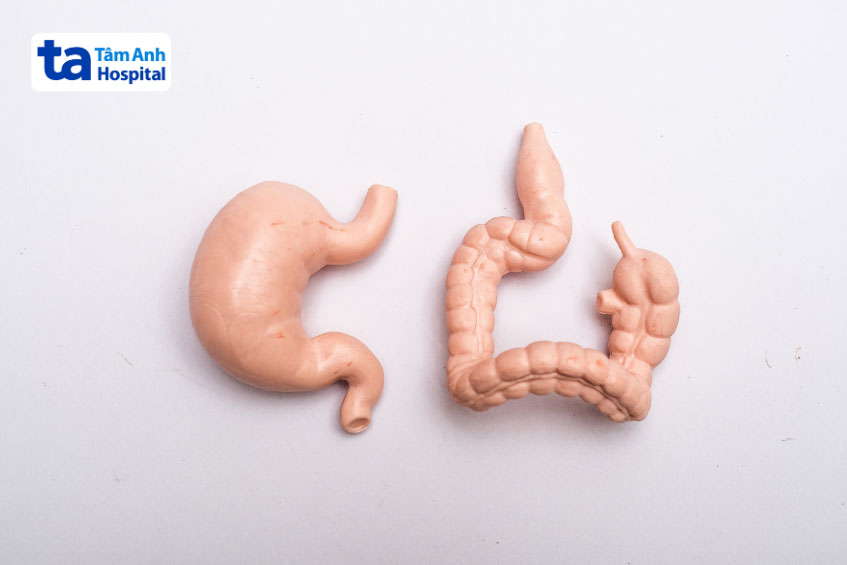 ruột và dạ dày