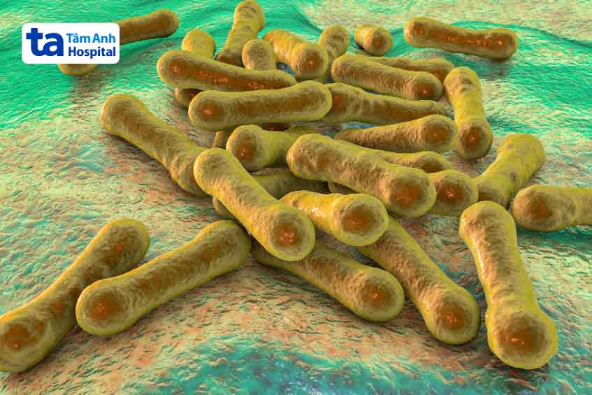 Vi khuẩn Corynebacterium diphtheriae