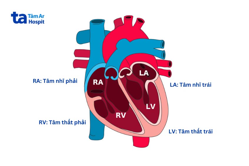vị trí tâm thất phải